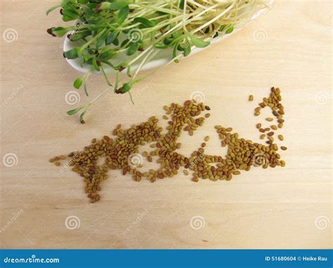 Red Clover Sprouts And Seeds Stock Photo Image Of Sprouts Sprouting