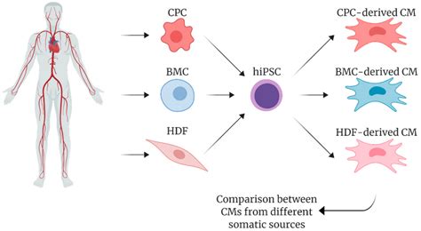 Ijms Free Full Text Human Induced Pluripotent Stem Cells Derived