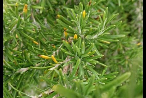 Why Is My Rosemary Plant Turning Yellow 5 Common Causes And How To Fix