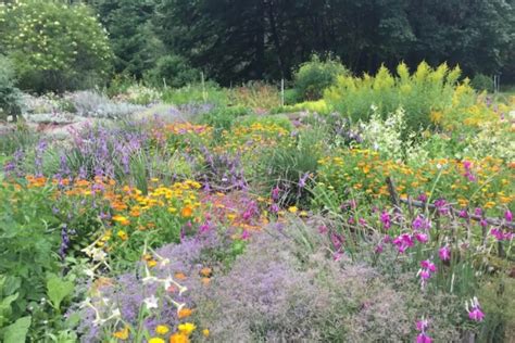 thyme garden offers unique herbs  cultivates community