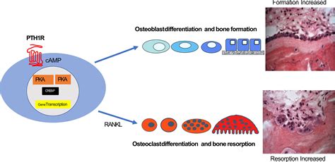 Frontiers PTH1R Actions On Bone Using The CAMP Protein Kinase A Pathway