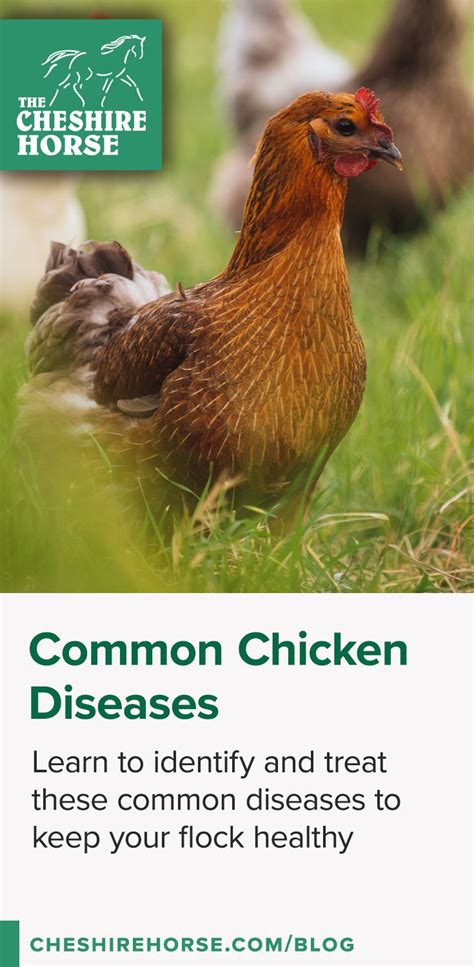 Identifying And Treating Common Chicken Diseases Broiler Chicken