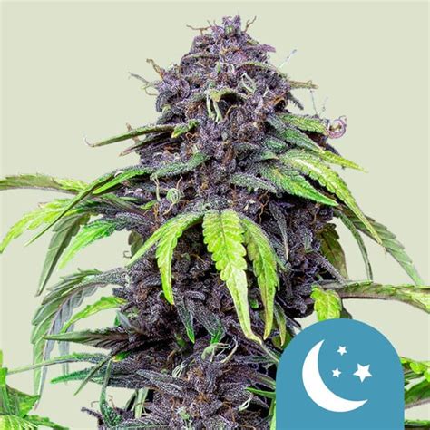 Get Purplematic Cbd Cannabis Seeds Royal Queen Seeds