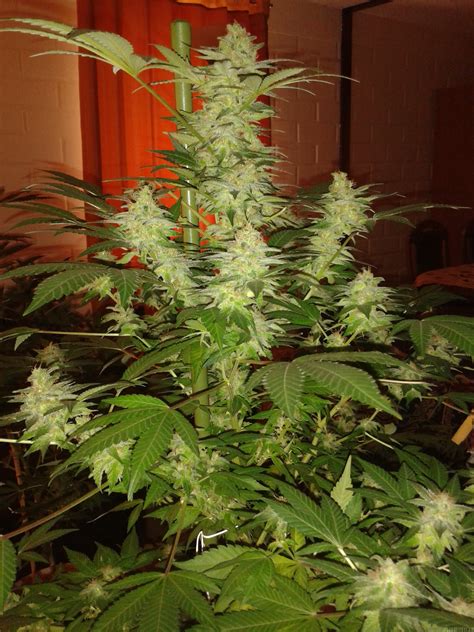 Galer A De Variedades Jack Herer Green House Seeds Pic