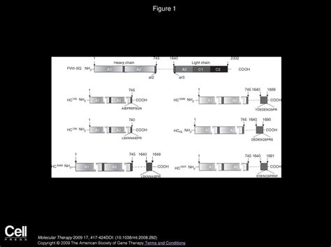 Enhanced Factor Viii Heavy Chain For Gene Therapy Of Hemophilia A Ppt