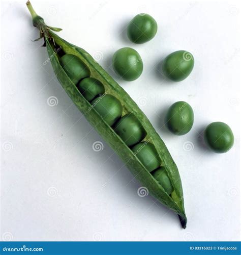 Green Peas Pisum Sativum Stock Image Image Of Sativum 83316023