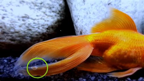 goldfish tail rot betta fish fin rot symptoms  treatment