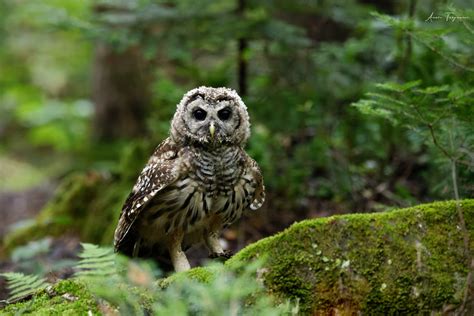 Chouette Ray Strix Varia Barred Owl Ado Ana S Tr Panier Flickr