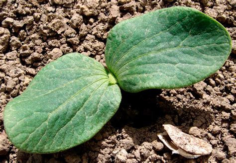 Как выращивать арбузы - AgroFlora.ru