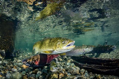 Eiko Jones Stock Chinook Salmon Female With Coho