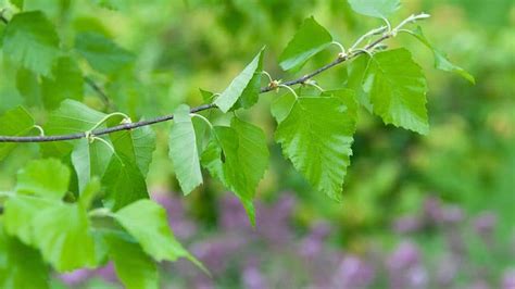 Bumps on the Leaves of River Birch — 3 Causes and Remedies