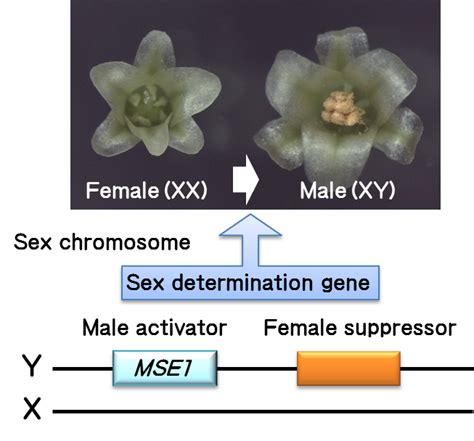 科普短文 植物也分“公”和”母” Invisor学术科研，专注学生科研背景提升