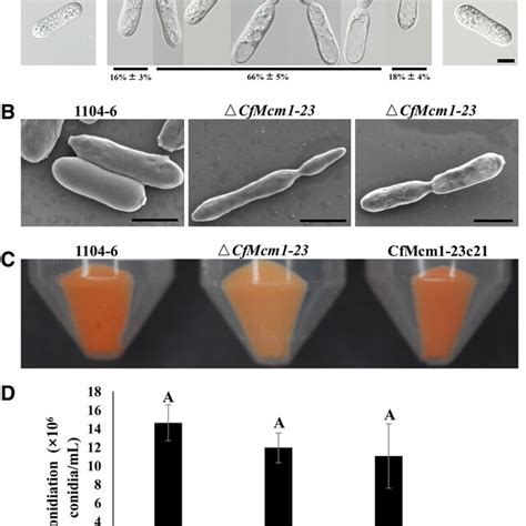 Alteration In Conidial Color And Germination Mode Of The Cfmcm Mutant