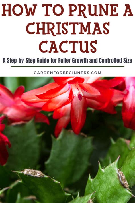 How To Prune A Christmas Cactus A Step By Step Guide For Fuller Growth