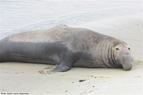 Deep Sleepers Northern Elephant Seals Sleep Far Below Ocean Surface