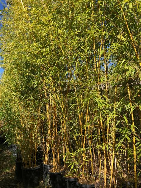 Phan Phyllostachys Aurea Holochrysa True Gold Bamboo Sourcery