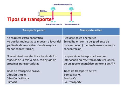 Recuerdo margen mundo el transporte activo y pasivo expedición