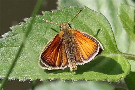 Schwarzkolbiger Braundickkopffalter Thymelicus Lineola Flickr