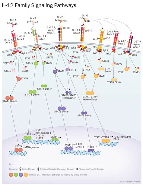 Il 8 Signaling Pathway