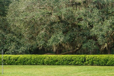 Long trim garden hedge between green lawn and large spreading tree with