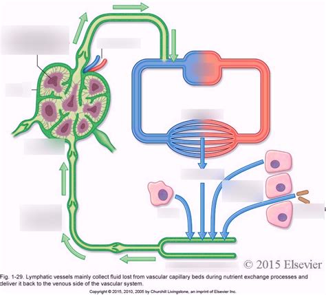 Lymphatic System Diagram Quizlet