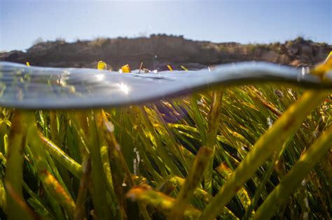 La Importancia De La Posidonia Asociaci N Vellmari