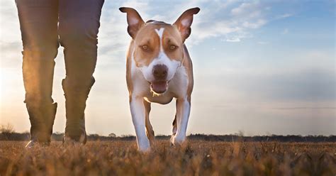 Dog Walker Pet Anjo Seu Cachorro E Gato Com Cuidadores De Confiança