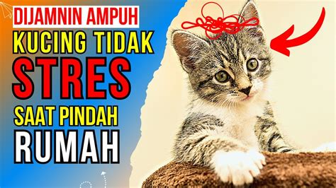 Terbukti Ampuh 5 Cara Agar Kucing Tidak Stress Saat Pindah Rumah