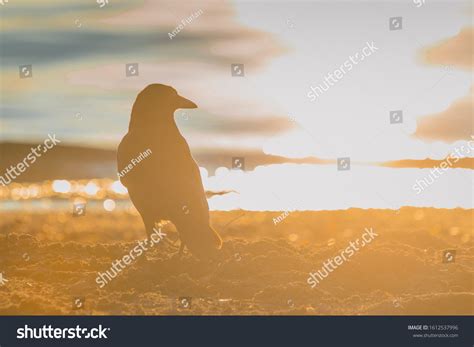 7,150 Crow Sunset Images, Stock Photos & Vectors | Shutterstock