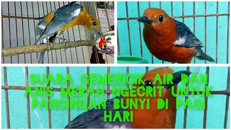 Suara Gemericik Air Dan Anis Merah Ngecrit Untuk Pancingan Bunyi Di