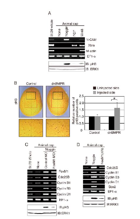 Induction Of Both Cell Proliferation And Expression Of Foxm And Its