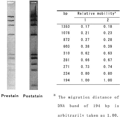 Figure From Prestaining Method As A Useful Tool For The Agarose Gel