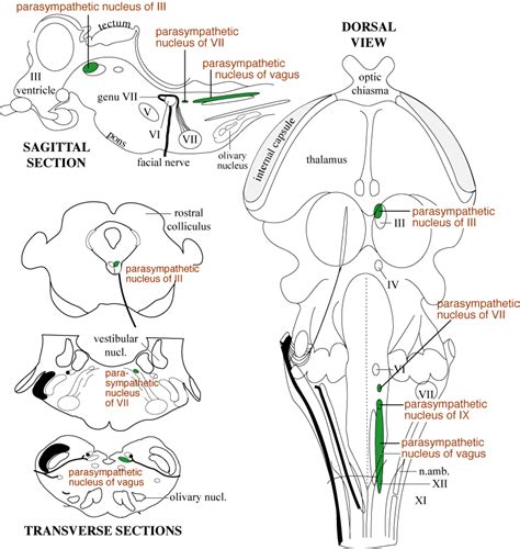 Brainstem Parasympathetic Nuclei