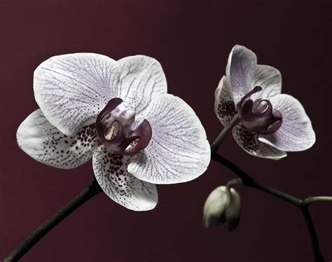 Brown Purple White Orchids Flower Macro - Flower Photograph Photograph ...