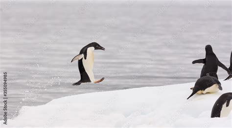 Penguin jumping onto the ice Stock Photo | Adobe Stock