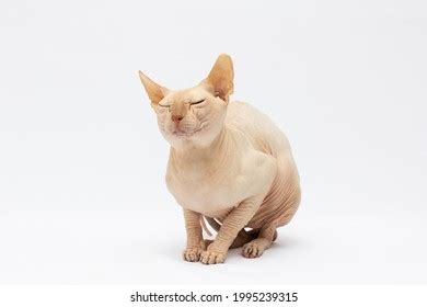 Canadian Sphynx Cat Breed Cat Naked Stock Photo 1995239315 Shutterstock