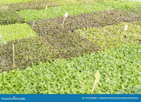 Indoor Ecological Greenhouse with Green Leafy Plants Stock Photo ...