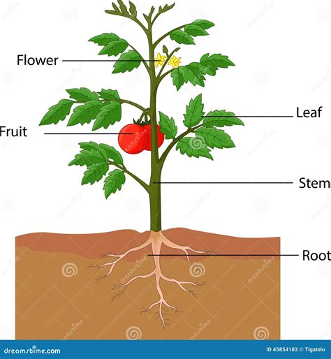 Showing The Parts Of A Tomato Plant Stock Vector Illustration Of