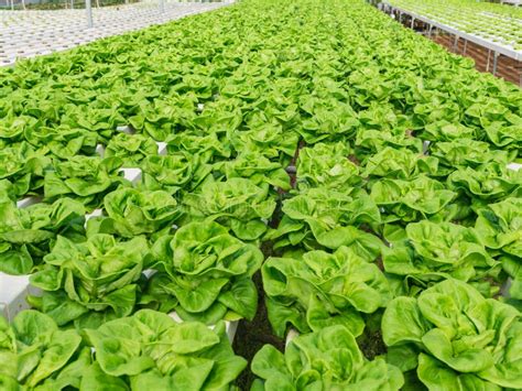 Hydroponic Vegetable Planting Stock Image Image Of Nutrition