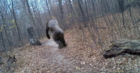 Bigfoot Caught On Michigan Eagle Cam Check Out Video Of Dark Entity