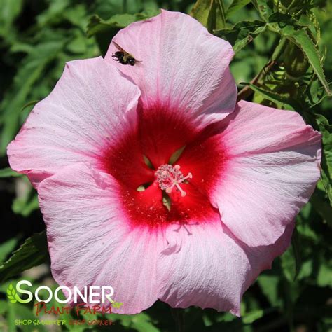 Lady Baltimore Hardy Hibiscus Sooner Plant Farm