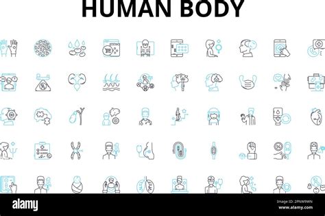 Conjunto De Iconos Lineales De Cuerpo Humano Anatomía Fisiología