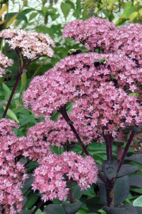 Очиток Матрона (94 фото) » НА ДАЧЕ ФОТО