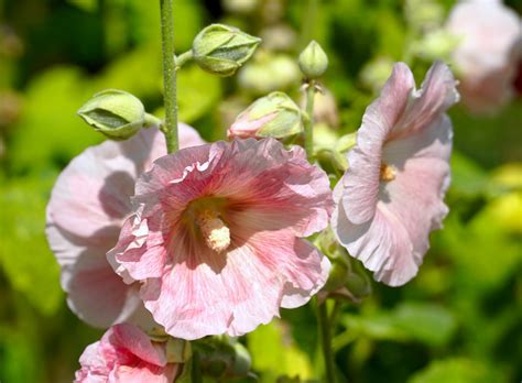 Petunia Flower Nature - Free photo on Pixabay