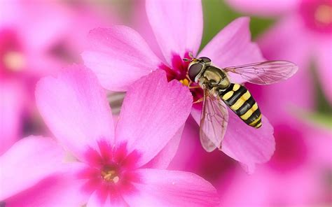 Cute Bee Desktop Wallpapers Top Free Cute Bee Desktop Backgrounds