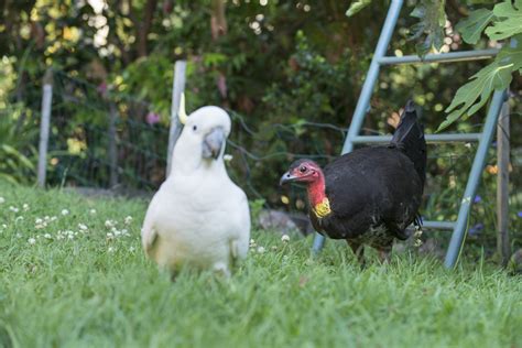 The March Of The Brush Turkey Australian Geographic Australian