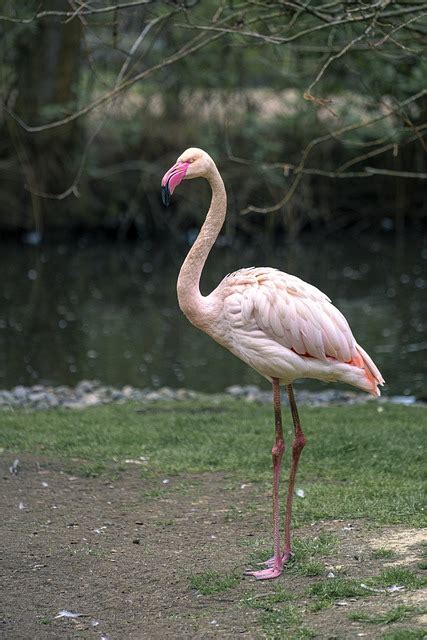 Flamingo Burung Kebun Binatang Foto Gratis Di Pixabay Pixabay