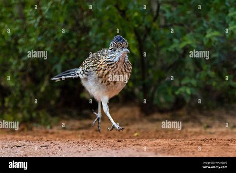 Greater roadrunner (Geococcyx californianus) in habitat Stock Photo - Alamy