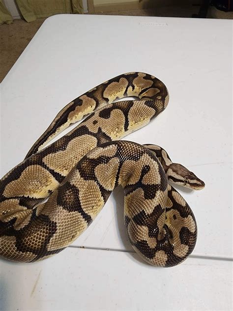 Joliff Axanthic Ball Python By Oddball Reptiles Morphmarket