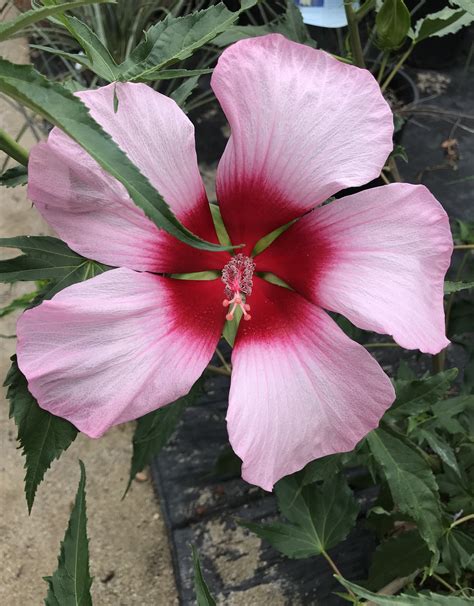 Hibiscus Perennial Lady Baltimore Pink 3g 1995 Growers Outlet